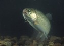 Дуэт из Ропшинской форели и белого тунца Дуэт из Ропшинской форели и белого тунца